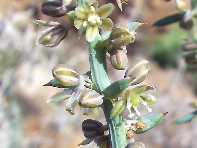 Asparagus stipularis / Asparago spinoso